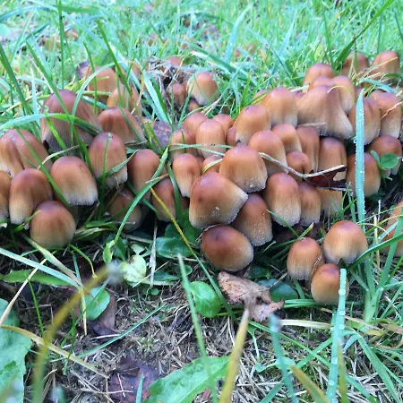 Le Voyageur * Murringen