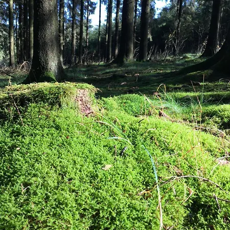 Le Voyageur Chalé Murringen